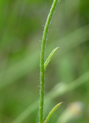 Chaetopappa_asteroides_stem.jpg