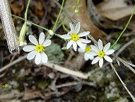 Chaetopappa asteroides thumbnail