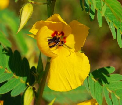 Chamaecrista_fasciculata_flower2.jpg