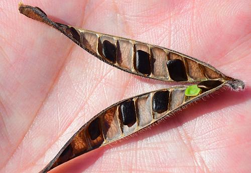 Chamaecrista_fasciculata_fruit.jpg