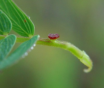 Chamaecrista_fasciculata_gland.jpg