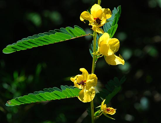 Chamaecrista_fasciculata_inflorescence2.jpg