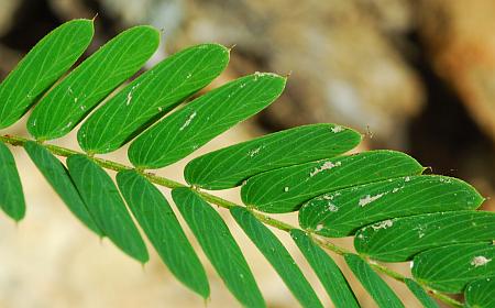 Chamaecrista_fasciculata_leaf.jpg