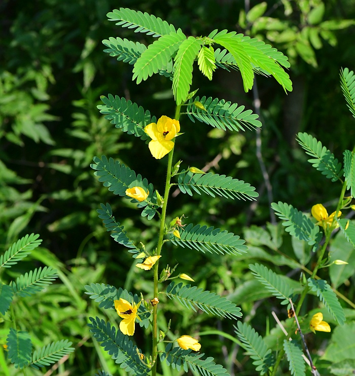 Chamaecrista_fasciculata_plant.jpg