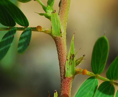 Chamaecrista_fasciculata_stem.jpg