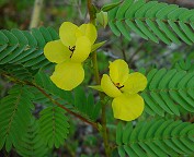 Chamaecrista fasciculata thumbnail