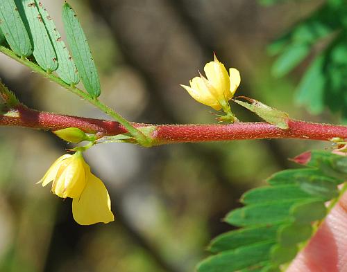 Chamaecrista_nictitans_inflorescence.jpg