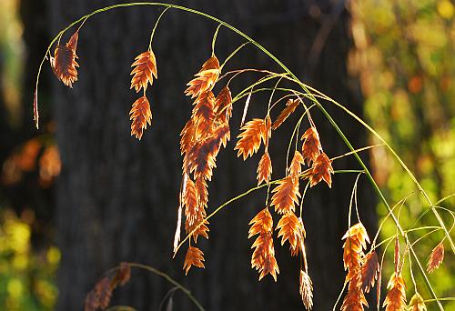 Chasmanthium_latifolium_inflorescence2.jpg