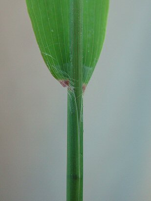 Chasmanthium_latifolium_leaf_base.jpg