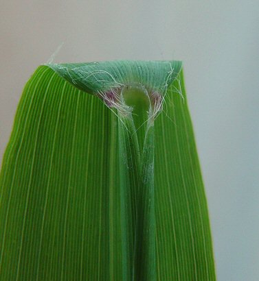 Chasmanthium_latifolium_ligule.jpg