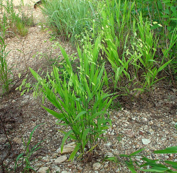 Chasmanthium_latifolium_plant.jpg