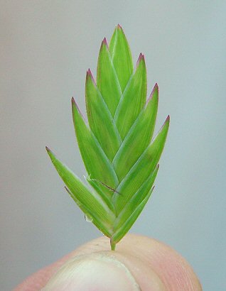 Chasmanthium_latifolium_spikelet.jpg