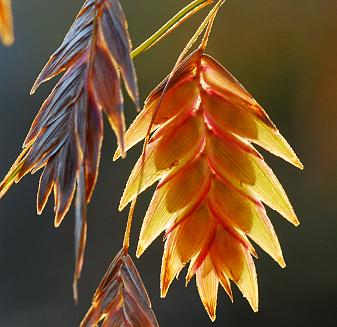 Chasmanthium_latifolium_spikelet2.jpg