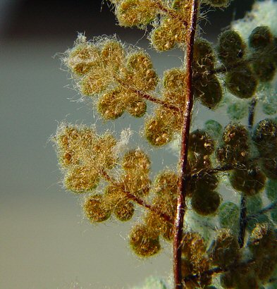 Cheilanthes_feei_abaxial.jpg