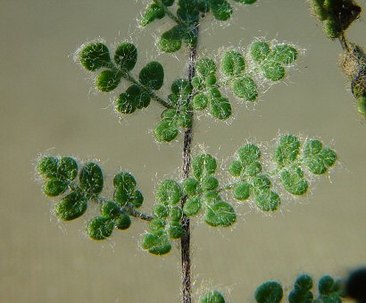 Cheilanthes_feei_adaxial.jpg