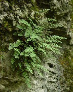 Cheilanthes feei thumbnail