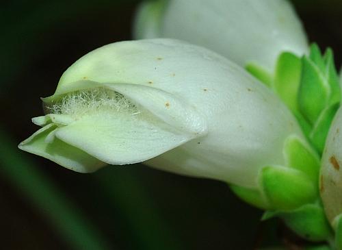 Chelone_glabra_flower.jpg