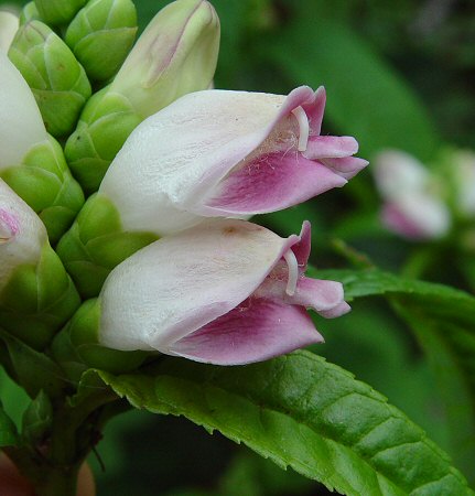 Chelone_glabra_flowers.jpg