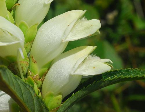 Chelone_glabra_flowers2.jpg