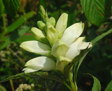 Chelone_glabra_inflorescence.jpg