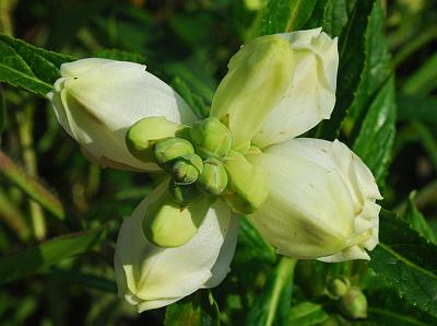 Chelone_glabra_inflorescence2.jpg