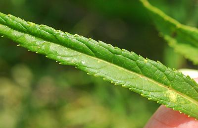 Chelone_glabra_leaf1.jpg