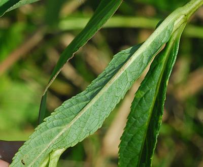 Chelone_glabra_leaf2.jpg