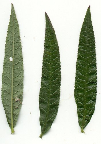 Chelone_glabra_leaves.jpg