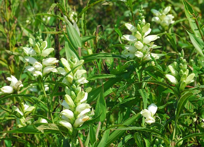 Chelone_glabra_plant.jpg