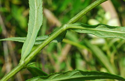 Chelone_glabra_stem2.jpg