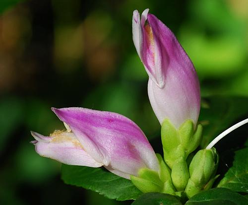 Chelone_obliqua_calyces.jpg