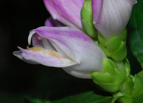 Chelone_obliqua_flower2.jpg