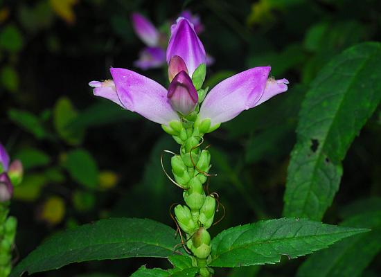 Chelone_obliqua_inflorescence.jpg