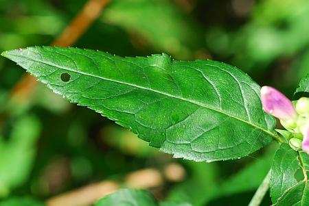 Chelone_obliqua_leaf1.jpg