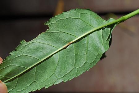 Chelone_obliqua_leaf2.jpg