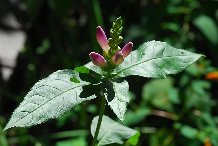 Chelone_obliqua_plant.jpg