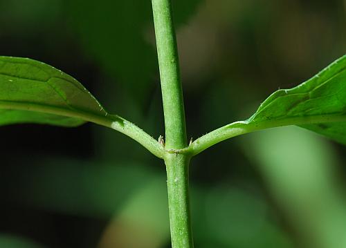 Chelone_obliqua_stem.jpg