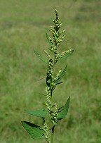 Chenopodium album thumbnail