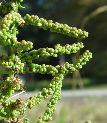 Chenopodium_ambrosioides_flowers.jpg