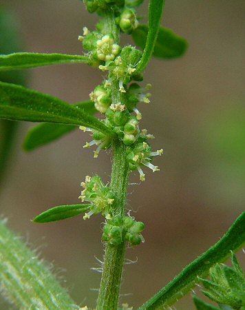 Chenopodium_ambrosioides_flowers2.jpg