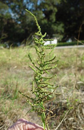 Chenopodium_ambrosioides_infructescence.jpg