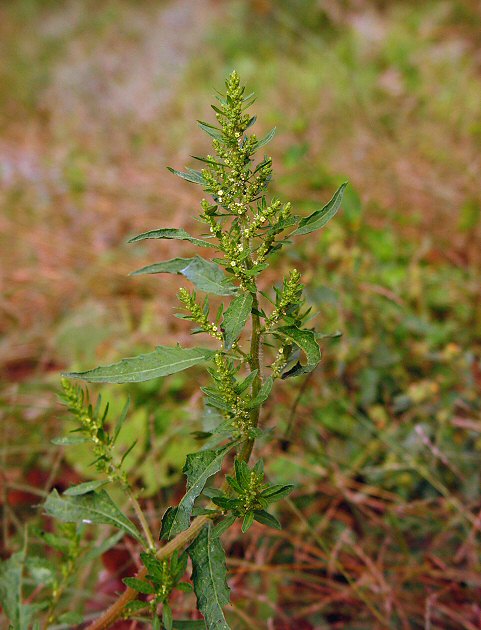 Chenopodium_ambrosioides_plant.jpg