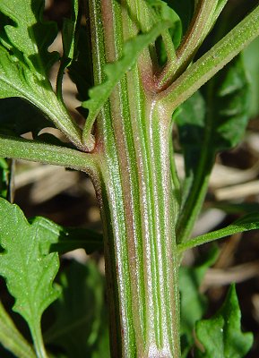 Chenopodium_ambrosioides_stem.jpg