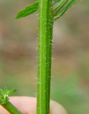 Chenopodium_ambrosioides_stem2.jpg