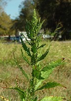 Chenopodium ambrosioides thumbnail