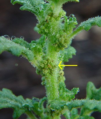 Chenopodium_pumilio_flowers.jpg