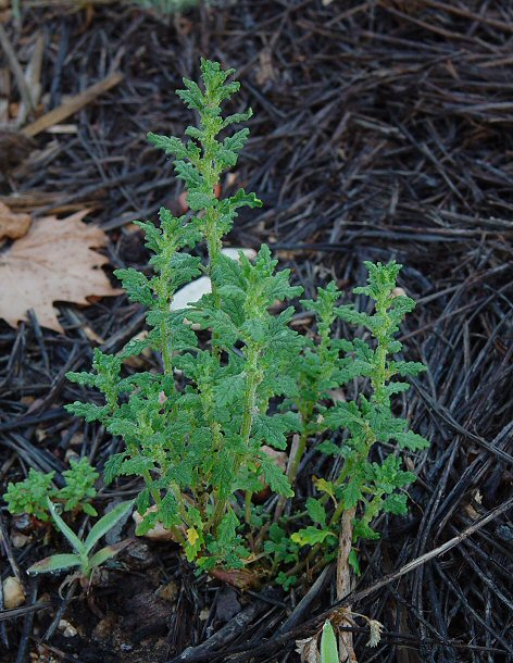 Chenopodium_pumilio_plant.jpg