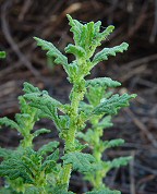 Chenopodium pumilio thumbnail