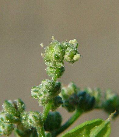 Chenopodium_simplex_flower.jpg