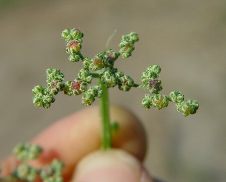 Chenopodium_simplex_fruit.jpg